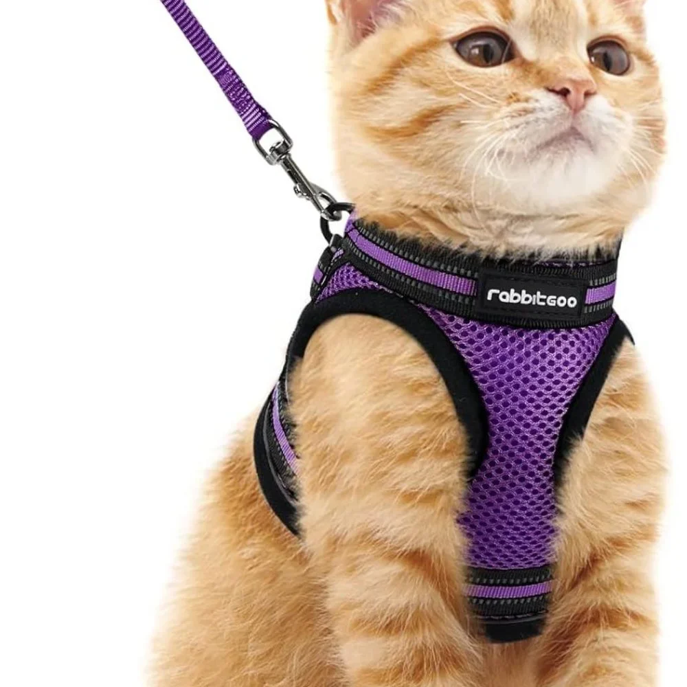 Cat walking harness